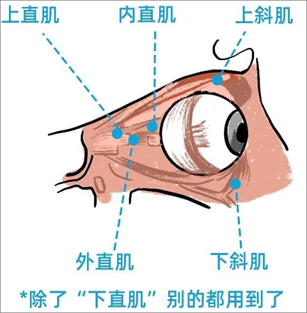 经常「翻白眼」能保护眼睛？