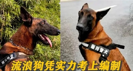 考编失败的狗狗去了哪里？