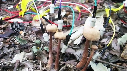 雨后蘑菇会彼此「对话」？