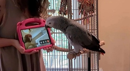 宠物鹦鹉可通过视频通话找到朋友？