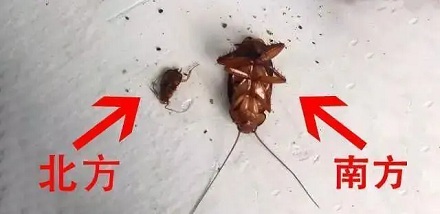 蟑螂有多能放屁？