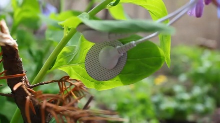 植物也能「说话」？