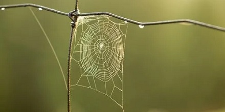 蜘蛛是如何长距离拉出一根丝的?