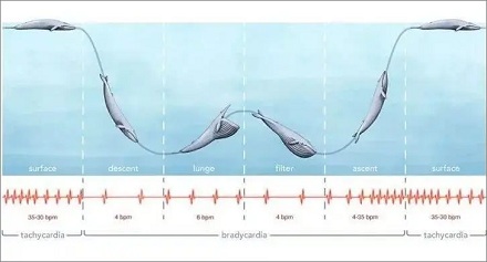 蓝鲸的心率可以降到每分钟 2 次！