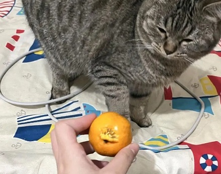 为什么猫咪会厌恶柑橘的味道？