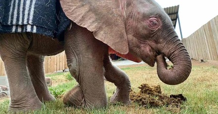 为什么幼象会吃大象的便便？