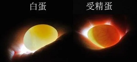 为啥没受精的鸡蛋在高温下会坏掉,受过精会孵出小鸡?