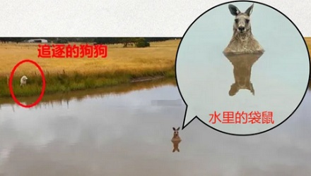 为什么千万不能靠近站在水里的袋鼠?