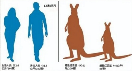 为什么千万不能靠近站在水里的袋鼠?