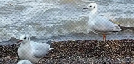 为什么海鸥总爱在海边跳踢踏舞?