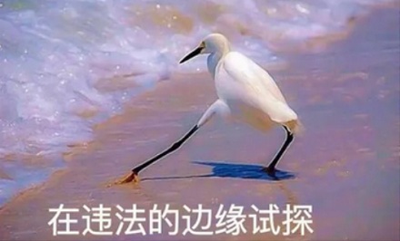 为什么海鸥总爱在海边跳踢踏舞?