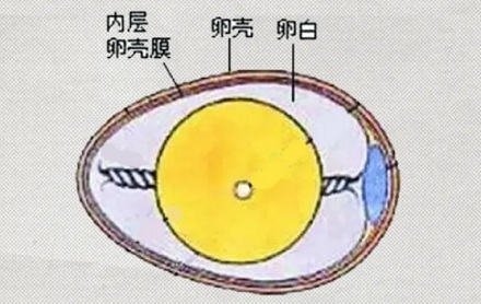 为啥有些日煮蛋剥起来坑坑洼洼的?