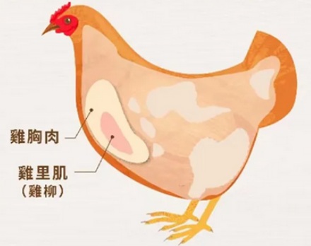 鸡柳到底是鸡身上的哪个部位?