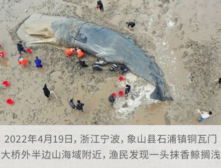 鲸是用肺呼吸的哺乳动物,放在岸上为什么会死?