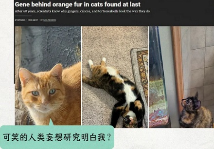 为什么橘猫通常是公的,而三花猫是母的?
