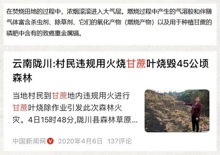 农民收甘蔗前,为什么要先在地里放一把火?