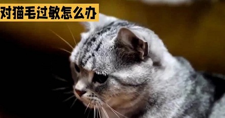 对猫过敏是由猫毛引起的吗?