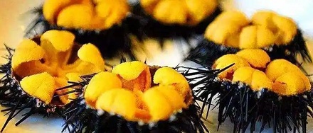 为什么很多好吃的贵东西都是生殖器官?