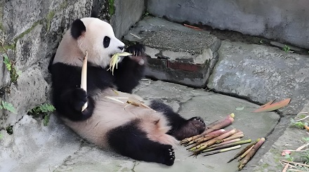 为什么大熊猫每天一半时间在吃,另一半在睡?