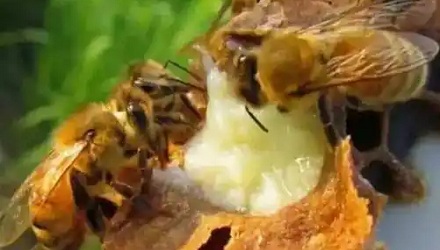 蜂王浆是什么蜜蜂分泌的?