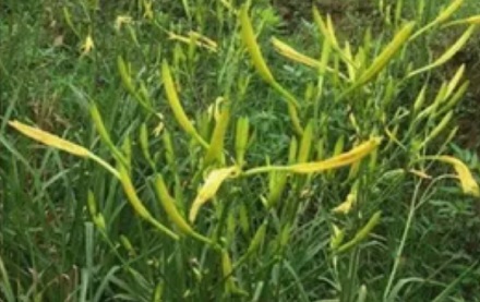 我们常说的等到黄花菜都凉了是等了多久?