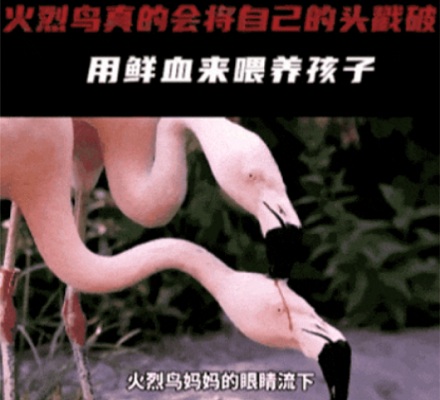 为什么火烈鸟会用「血液」喂养幼鸟?