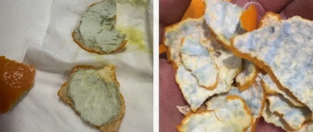 为什么有的橘子剥开里面的皮是绿色的?还能吃吗?