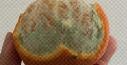 为什么有的橘子剥开里面的皮是绿色的?还能吃吗?
