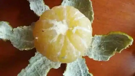 为什么有的橘子剥开里面的皮是绿色的?还能吃吗?
