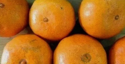 为啥把橘子倒过来放,保存时间会更长?