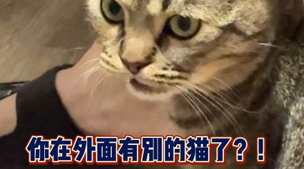 猫闻到你有别的猫的味道会吃醋吗?