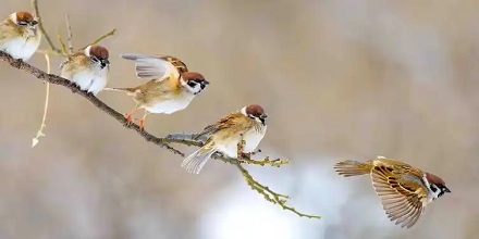 麻雀「让出空位」的行为是出于礼貌吗?