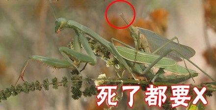 为什么螳螂没了头还能交配?