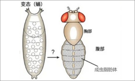 既然蚕蛹里只是一坨蛋白质液体，那为什么还会动呢？