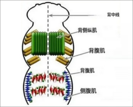 既然蚕蛹里只是一坨蛋白质液体，那为什么还会动呢？