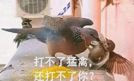 过去城里随处可见的麻雀，为什么现在几乎都换成了珠颈斑鸠？