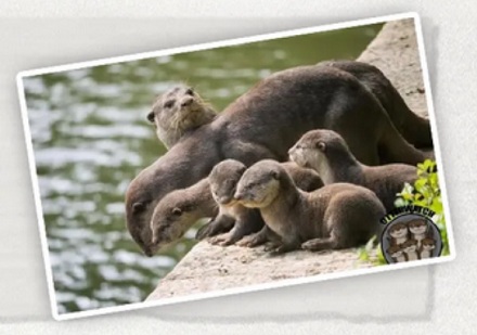 除了人类，其它动物爆发过大规模「战争」吗？