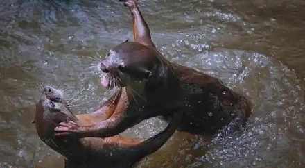 除了人类，其它动物爆发过大规模「战争」吗？