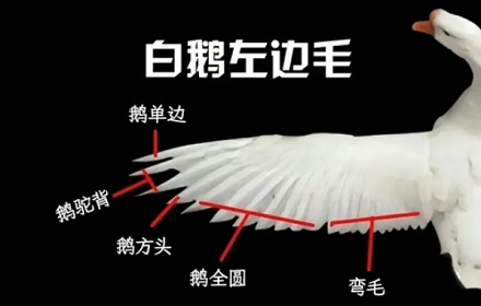 为什么从大鹅左翅膀上拔的毛做成的羽毛球最好?