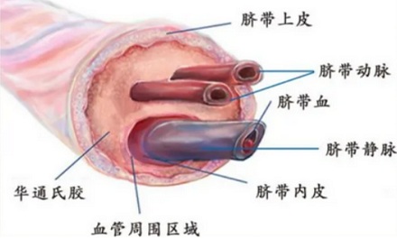 剪脐带是婴儿更疼,还是妈妈更疼?