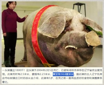 为啥家猪放到野外就会变成野猪，甚至还长出獠牙？