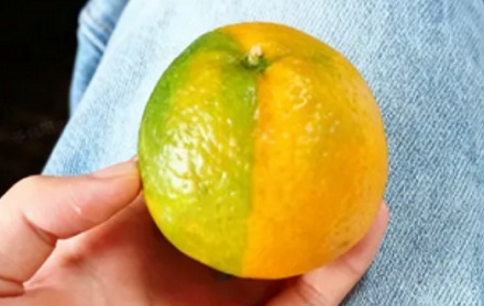 水果摊上这种半橙半绿的「阴阳橘」还能吃吗?