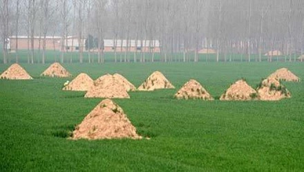 同样是埋人,为啥有的叫坟有的叫墓?