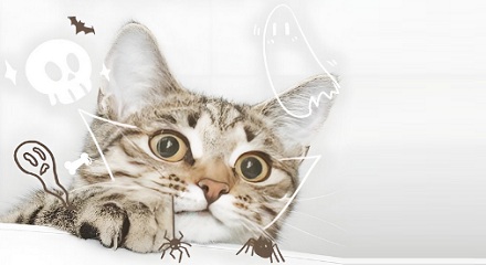 猫咪真能看见脏东西吗？
