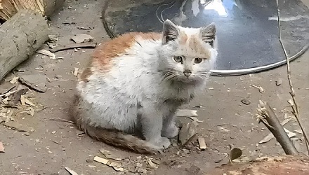 猫咪真能看见脏东西吗?