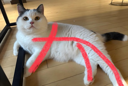 猫咪真能看见脏东西吗?