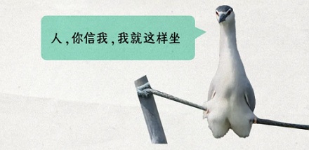 鸟儿每天都蹲在树枝上，它们能到底不能坐下来？