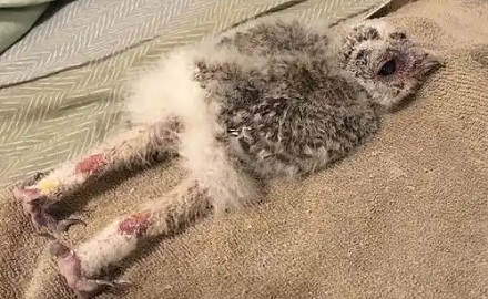 鸟儿每天都蹲在树枝上，它们能到底不能坐下来？