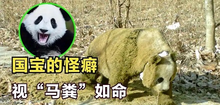 为什么素岭的大熊猫冬天一看见马粪就兴奋？