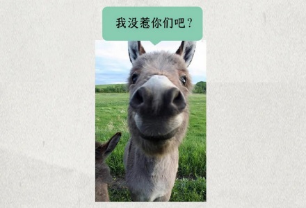 都是动物皮,为啥猪皮上桌成为肉冻,而驴皮却能做成昂贵的阿胶?